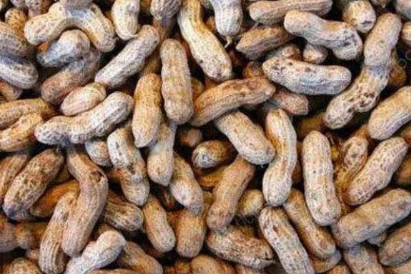 花生有什么特点，良质花生颗粒较饱满、形态完整
