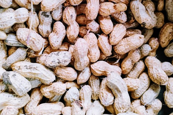 花生有什么特点，良质花生颗粒较饱满、形态完整