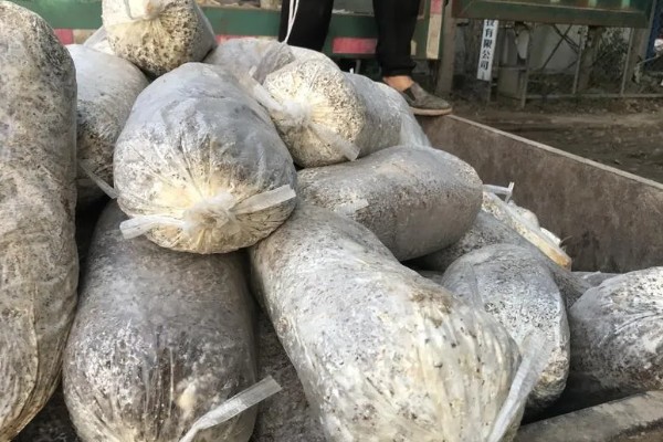 香菇怎么栽培,菌袋上面要扎出小孔