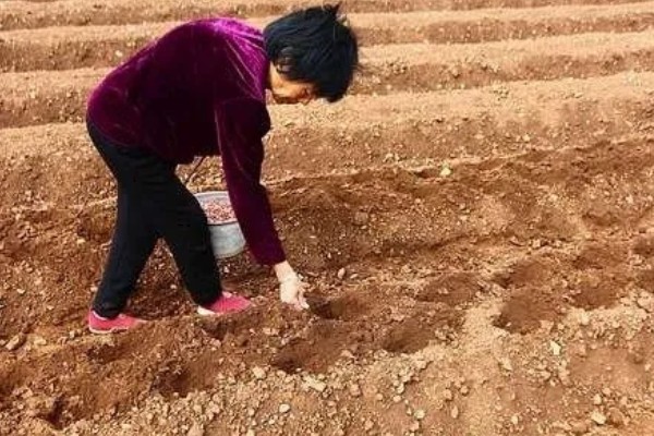 花生有什么特点，良质花生颗粒较饱满、形态完整