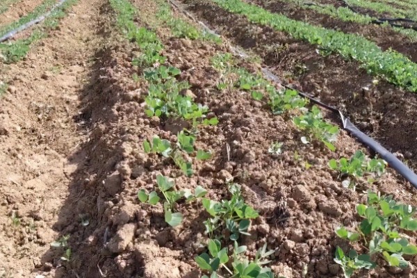 花生有什么特点，良质花生颗粒较饱满、形态完整