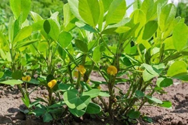 花生有什么特点，良质花生颗粒较饱满、形态完整