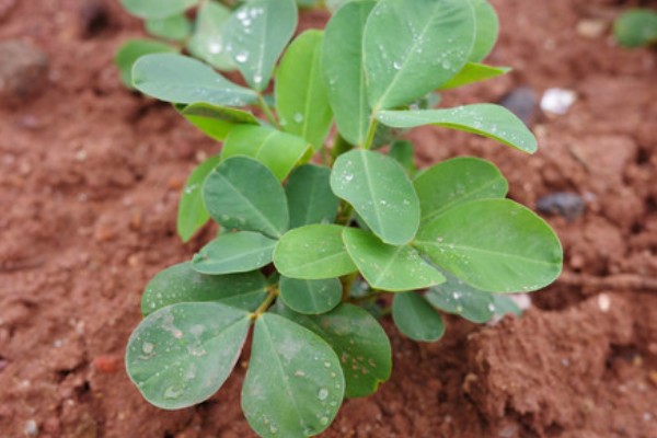 花生有什么特点，良质花生颗粒较饱满、形态完整