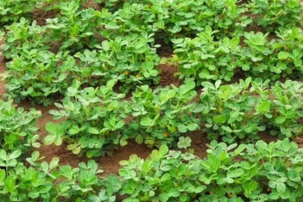 花生有什么特点，良质花生颗粒较饱满、形态完整