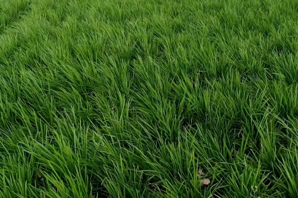 麦冬草的养殖方法，生长期间需要适当的阳光照射