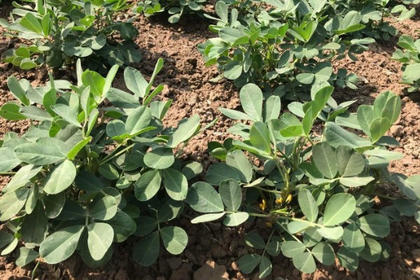 花生有什么特点，良质花生颗粒较饱满、形态完整