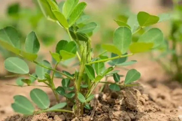 花生有什么特点，良质花生颗粒较饱满、形态完整