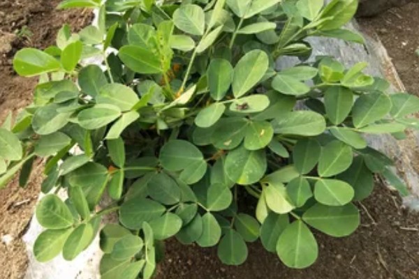 花生有什么特点，良质花生颗粒较饱满、形态完整