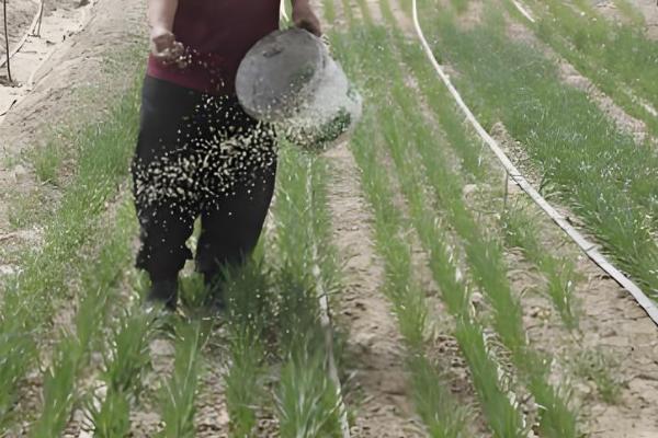 麦冬草的养殖方法，生长期间需要适当的阳光照射