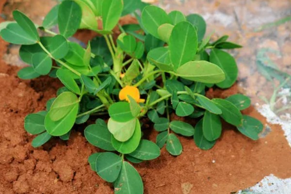 花生有什么特点，良质花生颗粒较饱满、形态完整