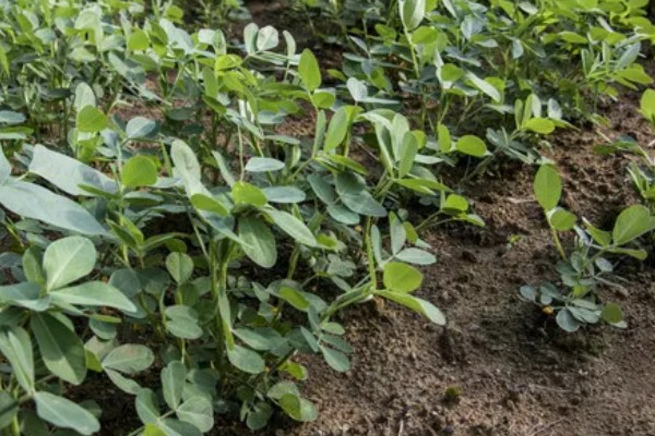 花生有什么特点，良质花生颗粒较饱满、形态完整