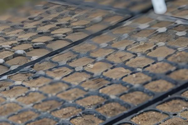 麦冬草的养殖方法，生长期间需要适当的阳光照射