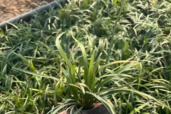 麦冬草的养殖方法，生长期间需要适当的阳光照射