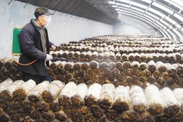 香菇怎么栽培,菌袋上面要扎出小孔