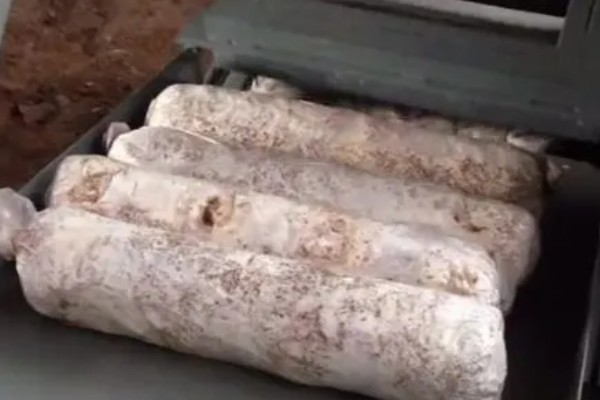 香菇怎么栽培,菌袋上面要扎出小孔