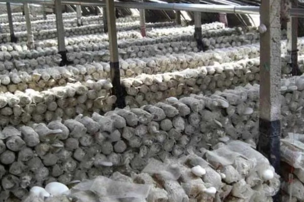 香菇怎么栽培,菌袋上面要扎出小孔