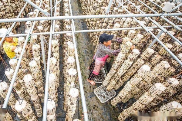 香菇怎么栽培,菌袋上面要扎出小孔