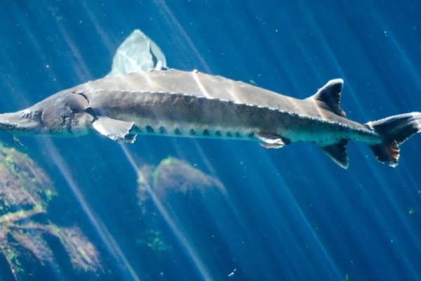 鱼子酱的价格,不同品种的售价有很大差异