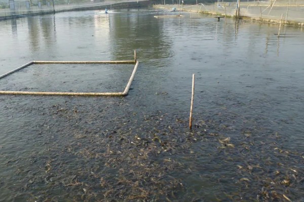 泥鳅的养殖利润，年入十几万是非常轻松