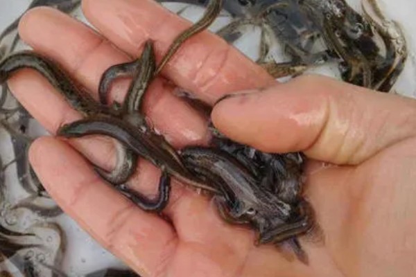 泥鳅的养殖利润，年入十几万是非常轻松