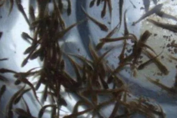 泥鳅的养殖利润，年入十几万是非常轻松