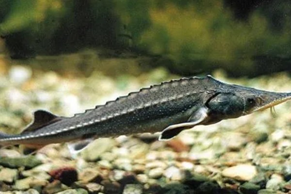 鱼子酱的价格,不同品种的售价有很大差异