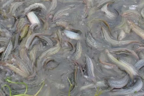 泥鳅的养殖利润，年入十几万是非常轻松
