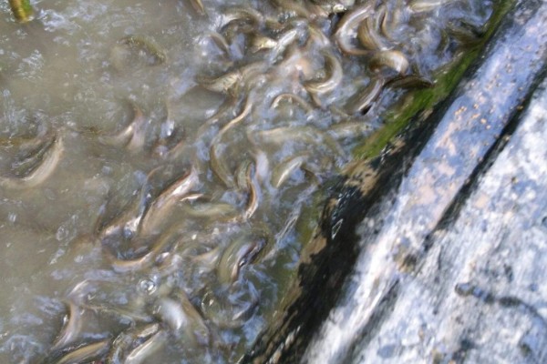 泥鳅的养殖利润，年入十几万是非常轻松