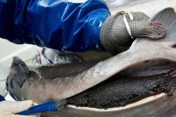 鱼子酱的价格,不同品种的售价有很大差异