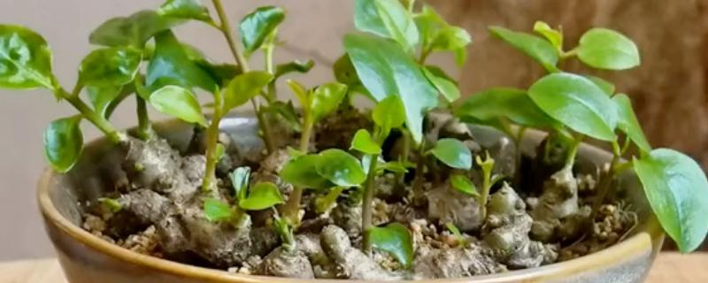 三七花的养殖方法，注意不可让植株被强光照射