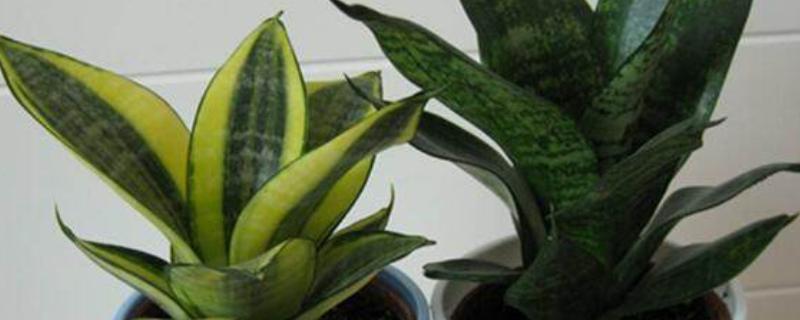 虎皮兰可以放在卧室吗，虎皮兰可以放在卧室
