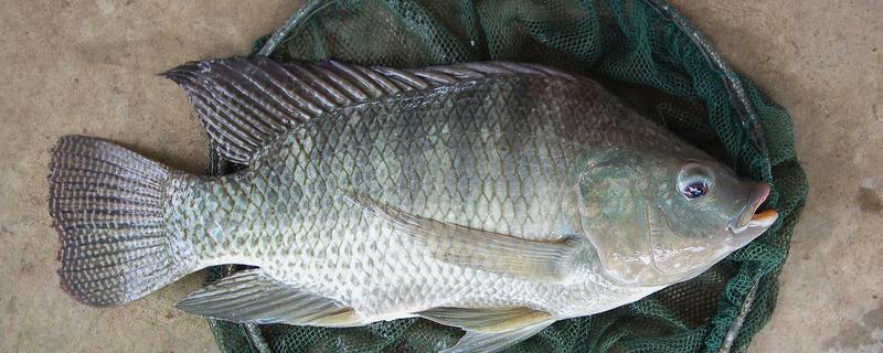 罗非鱼是武昌鱼吗，是两种不同的鱼