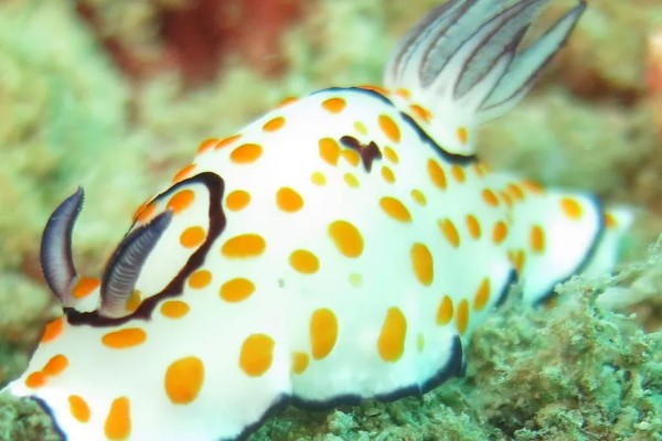 海兔子是什么，是一种海洋生物