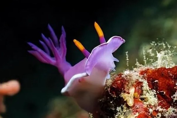 海兔子是什么，是一种海洋生物