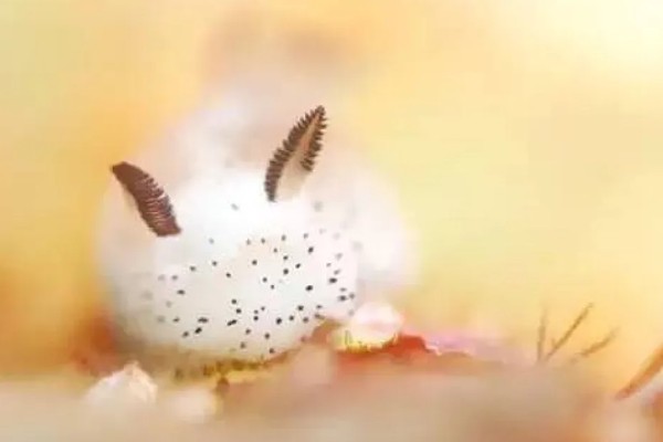 海兔子是什么，是一种海洋生物