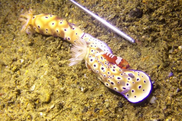 海兔子是什么，是一种海洋生物