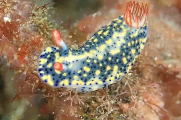 海兔子是什么，是一种海洋生物