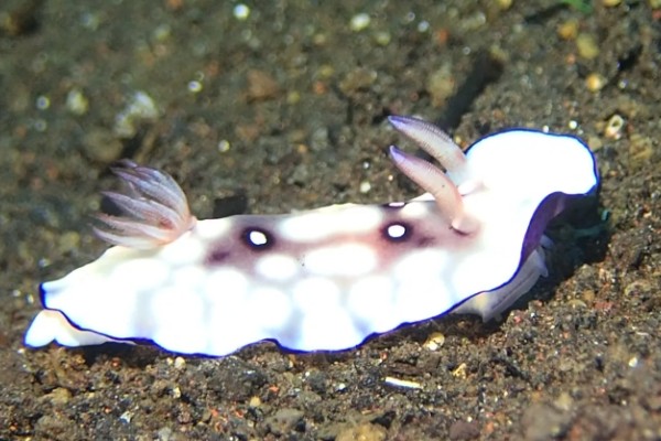 海兔子是什么，是一种海洋生物