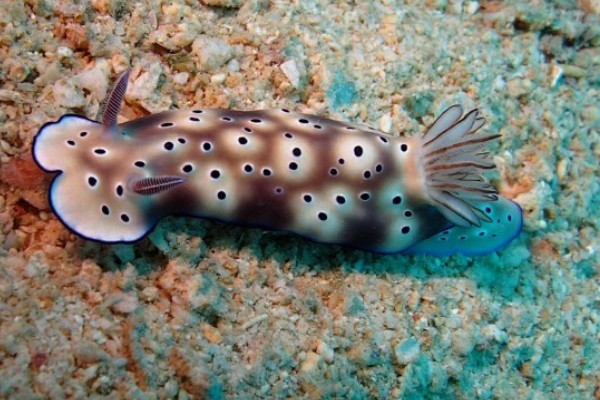 海兔子是什么，是一种海洋生物