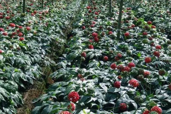 三七花的养殖方法，注意不可让植株被强光照射