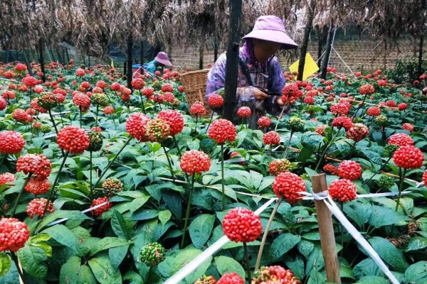 三七花的养殖方法，注意不可让植株被强光照射