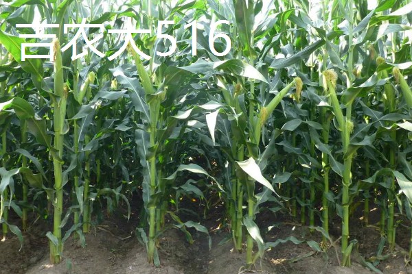 哪些玉米适合2400-2500℃积温，新合916、奥育7020等品种满足要求