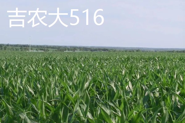 哪些玉米适合2400-2500℃积温，新合916、奥育7020等品种满足要求