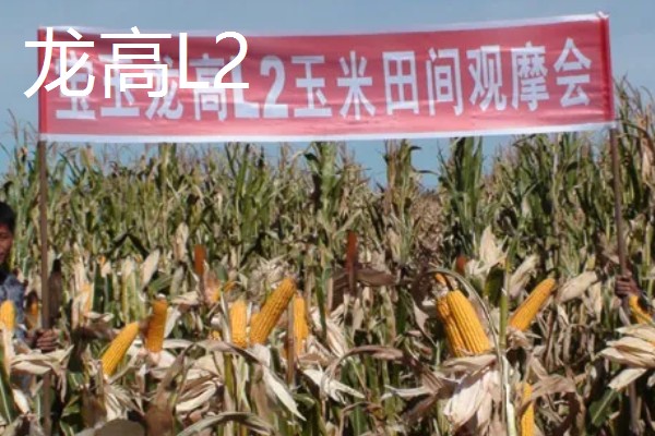 哪些玉米适合2400-2500℃积温，新合916、奥育7020等品种满足要求