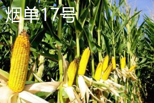 哪些玉米适合2400-2500℃积温，新合916、奥育7020等品种满足要求