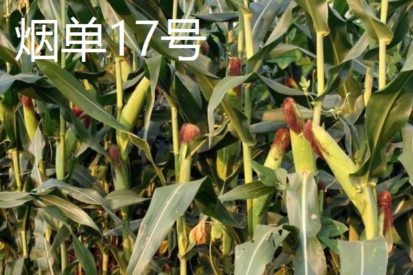 哪些玉米适合2400-2500℃积温，新合916、奥育7020等品种满足要求