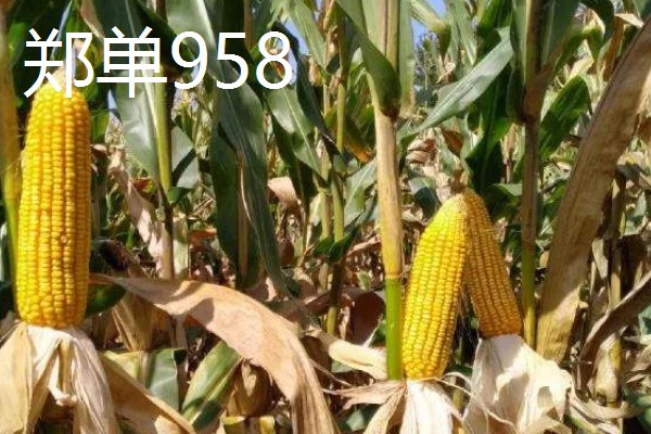 哪些玉米适合2400-2500℃积温，新合916、奥育7020等品种满足要求