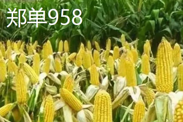 哪些玉米适合2400-2500℃积温，新合916、奥育7020等品种满足要求