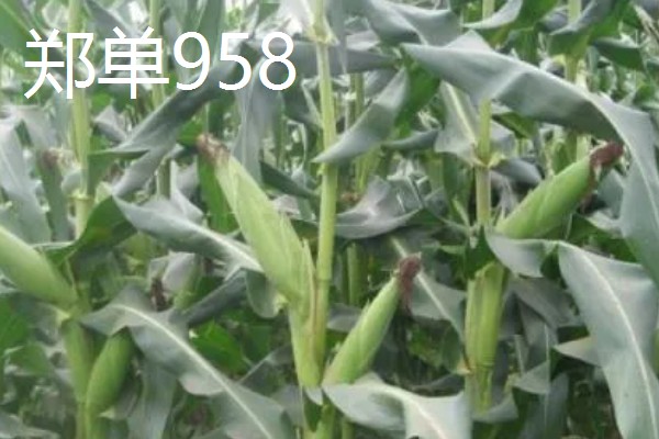 哪些玉米适合2400-2500℃积温，新合916、奥育7020等品种满足要求