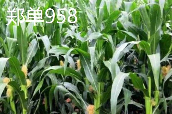 哪些玉米适合2400-2500℃积温，新合916、奥育7020等品种满足要求